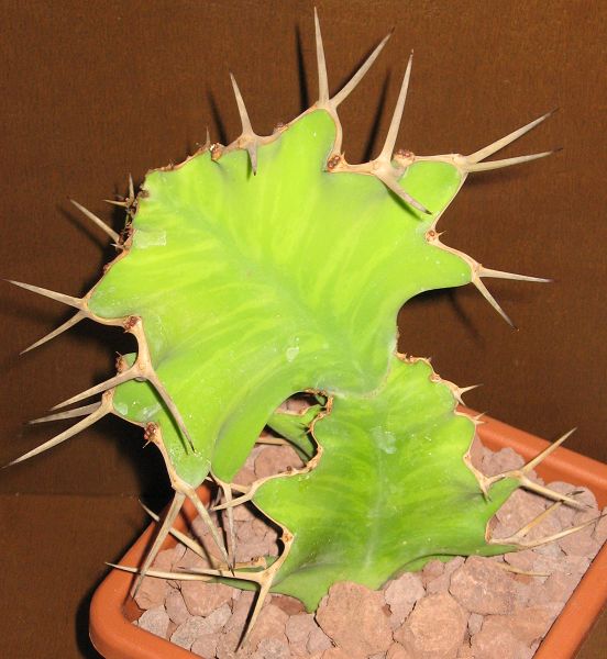 Euphorbia grandicornis 