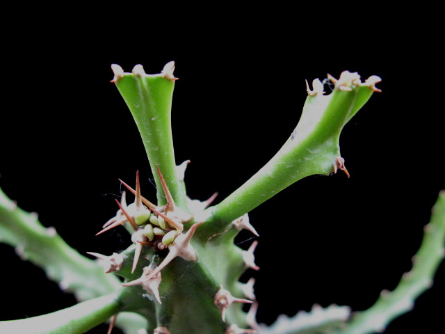 Euphorbia grandidens 