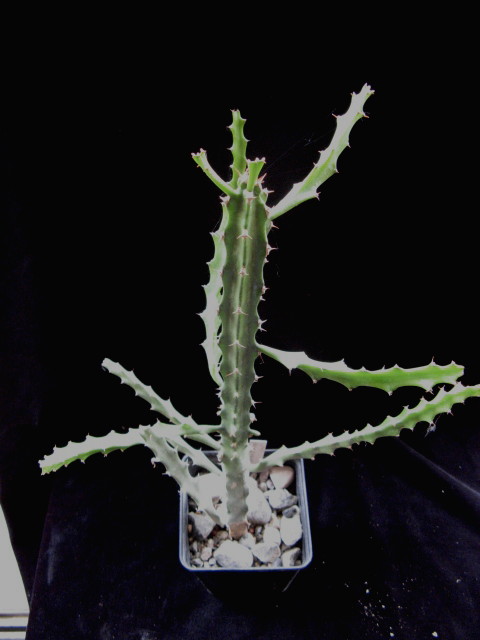 Euphorbia grandidens 