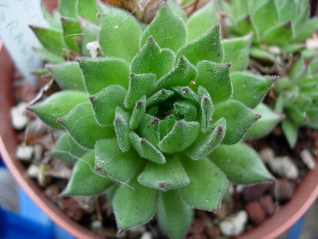 Sempervivum grandiflorum 