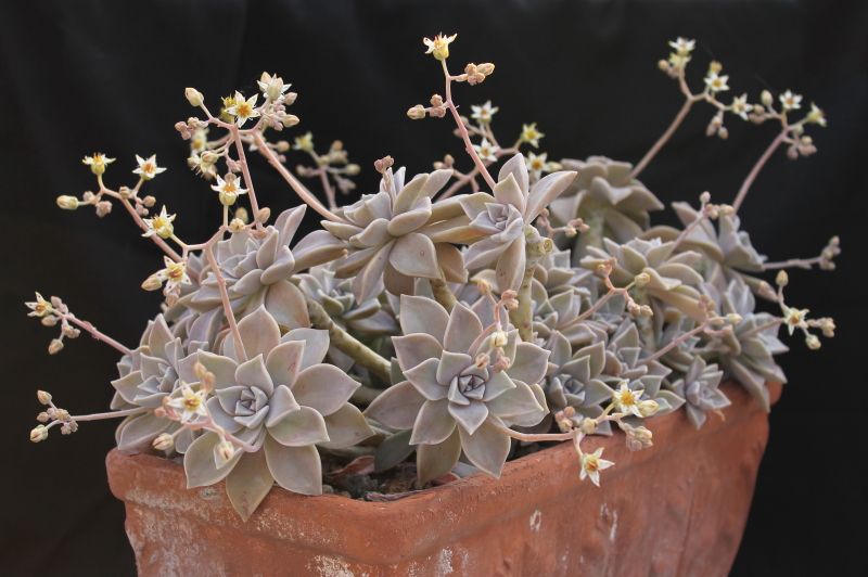 Graptopetalum paraguayense 