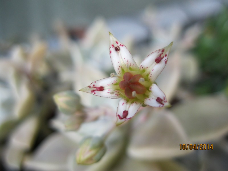 Graptopetalum paraguayense 