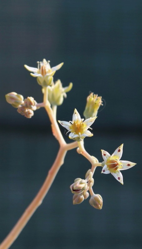 Graptopetalum paraguayense 