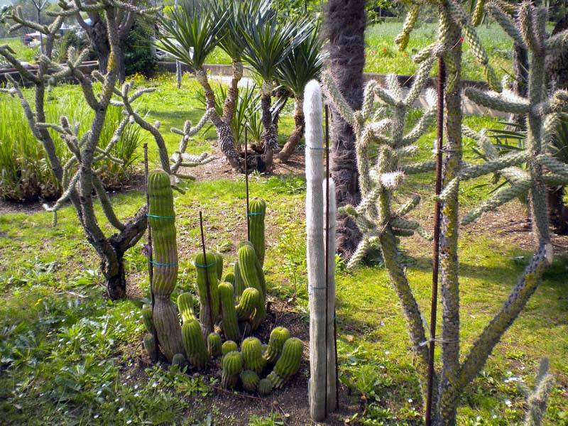 Cleistocactus strausii 