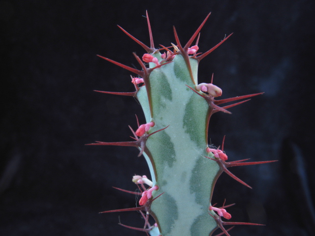 Euphorbia greenwayi 