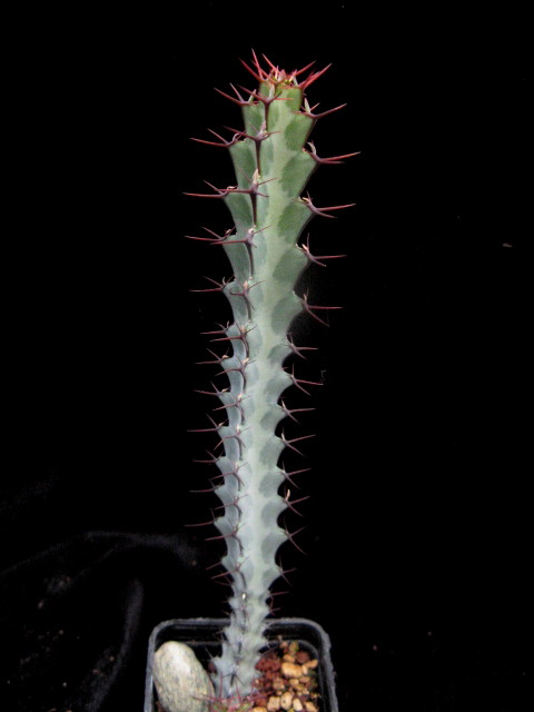 Euphorbia greenwayi 