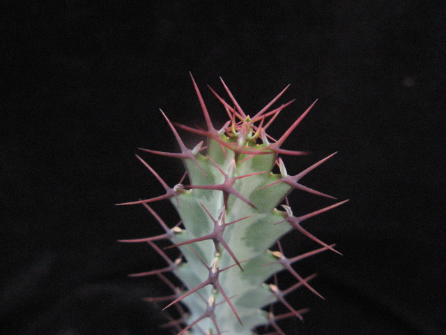 Euphorbia greenwayi 