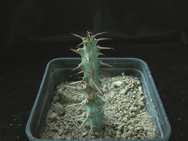 Euphorbia greuteri 