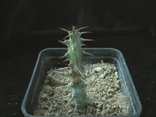 euphorbia greuteri