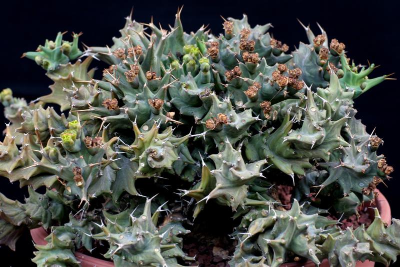 Euphorbia groenewaldii 