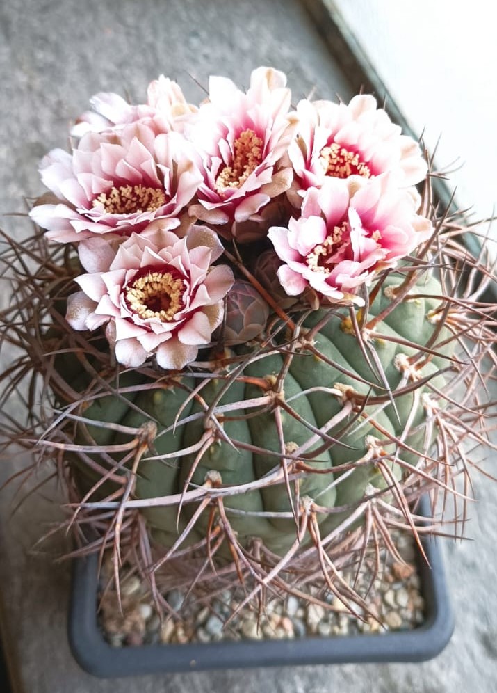 Gymnocalycium cardenasianum 