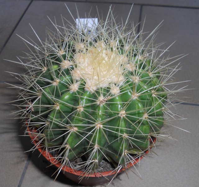 echinocactus grusonii v. setispinus