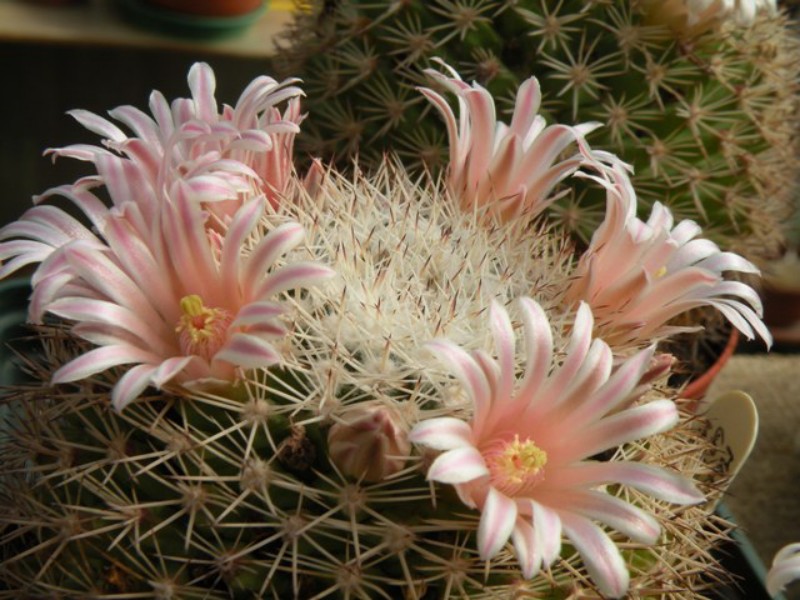 Mammillaria grusonii SB 38