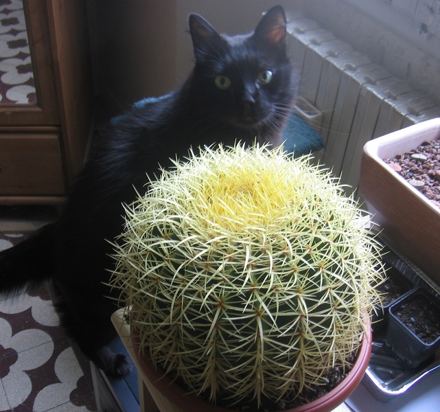 Echinocactus grusonii 