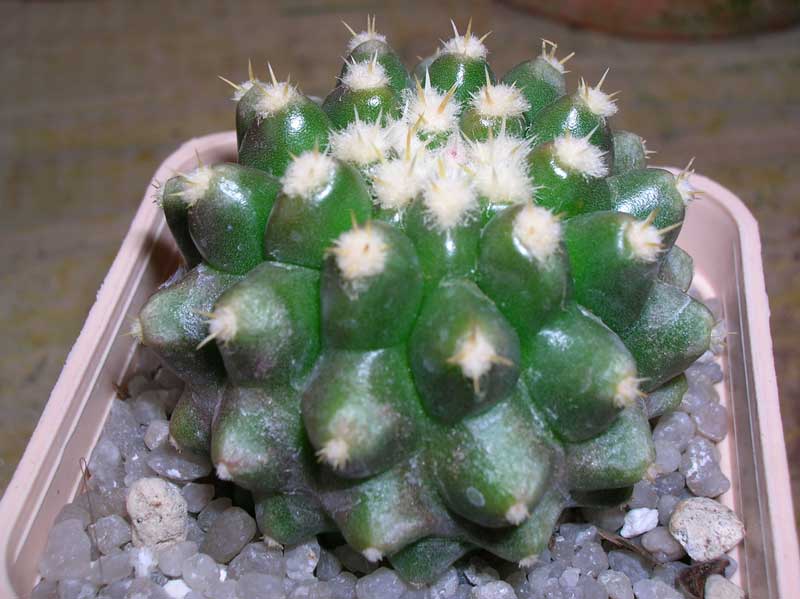 Echinocactus grusonii v. brevispinus 