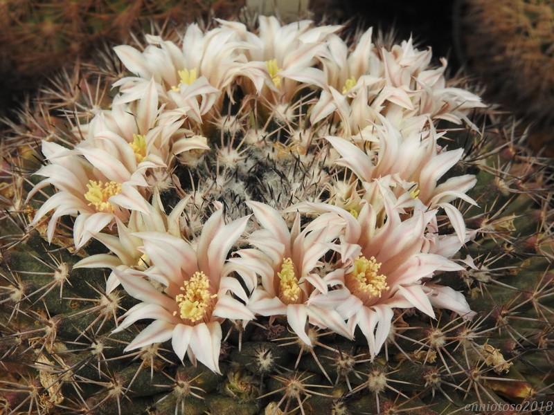 Mammillaria durangicola 