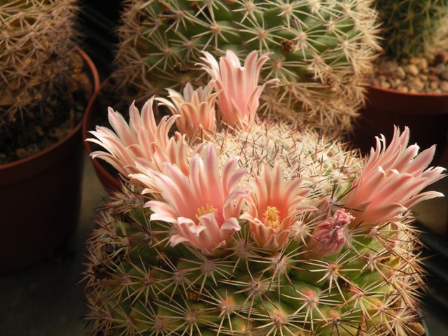 Mammillaria grusonii sb 38