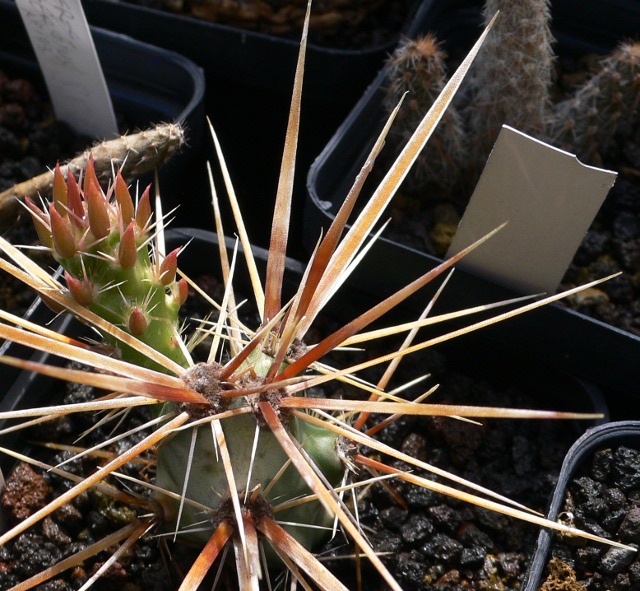 Grusonia grahamii 