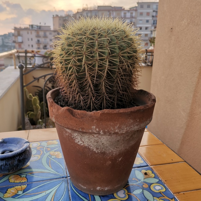 Echinocactus grusonii 