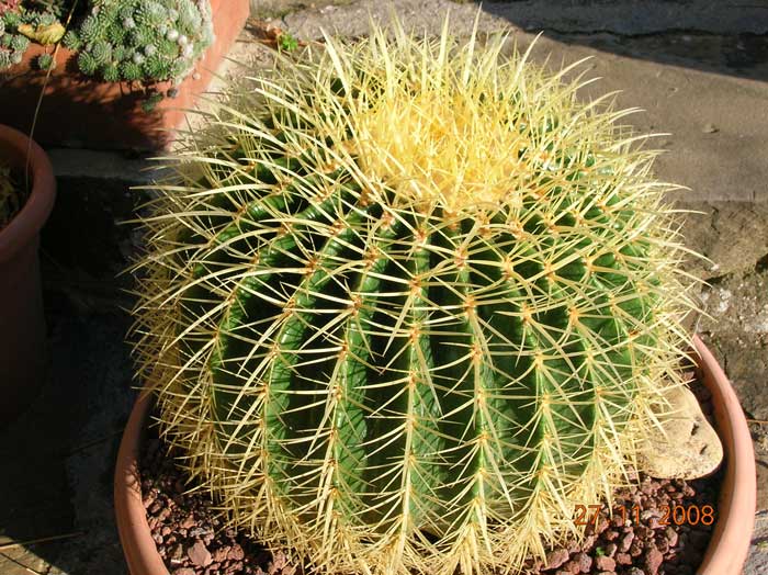 Echinocactus grusonii 