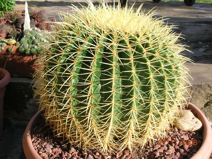 Echinocactus grusonii 