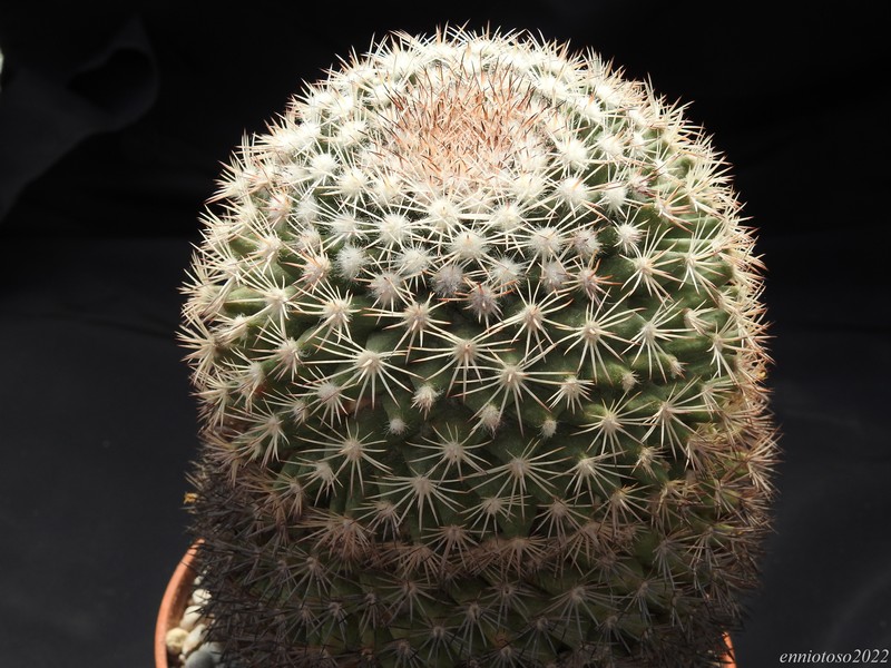 Mammillaria grusonii sb 38