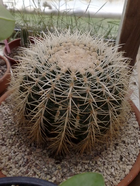 Echinocactus grusonii v. albispinus 