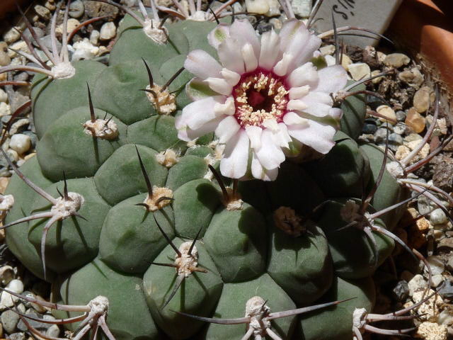 Gymnocalycium pflanzii 