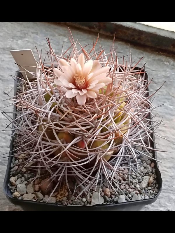 Gymnocalycium guanchinense 