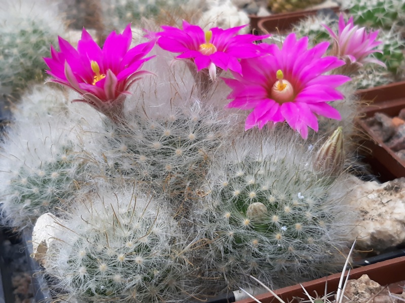 Mammillaria guelzowiana SB 465