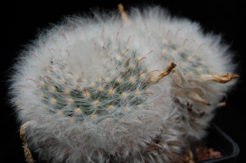 Mammillaria guelzowiana LAU 640