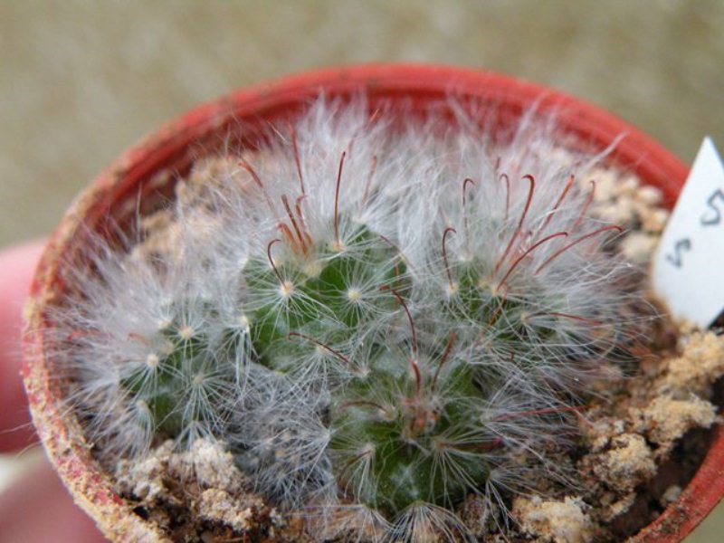 Mammillaria guelzowiana RS 761a