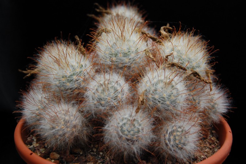 Mammillaria guelzowiana v. robustior 