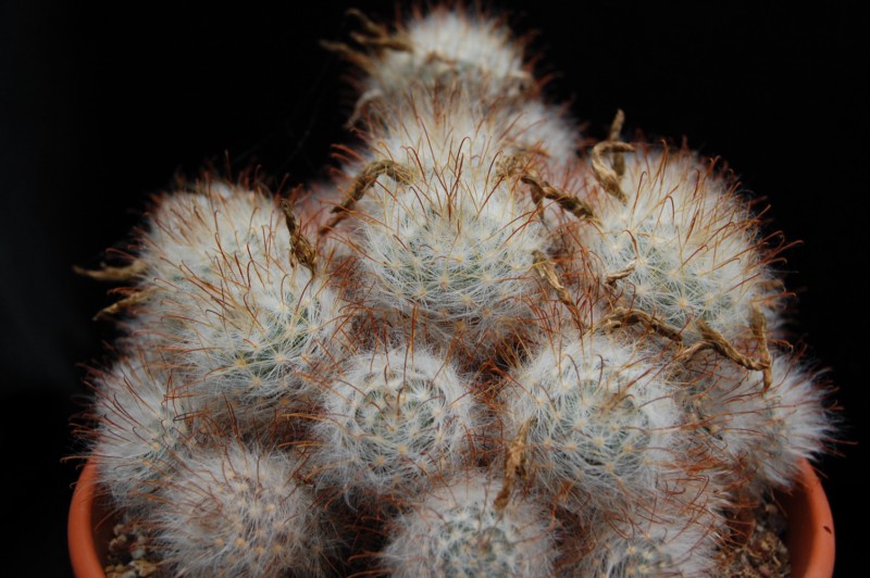 Mammillaria guelzowiana v. robustior 