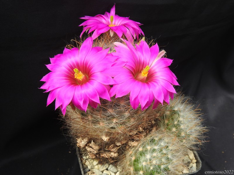 Mammillaria guelzowiana sb465