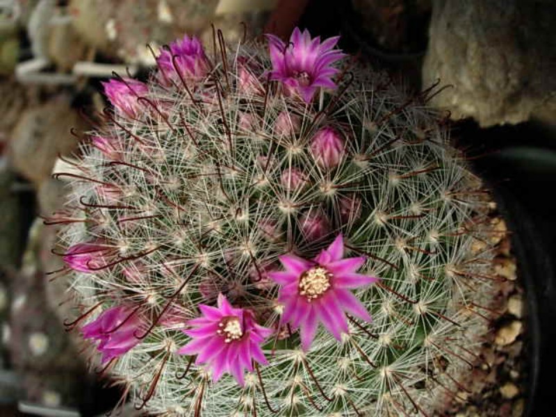 Mammillaria guillauminiana 