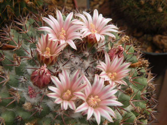 Mammillaria gummifera 