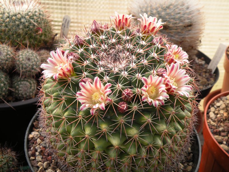 Mammillaria heyderi ssp. gummifera 