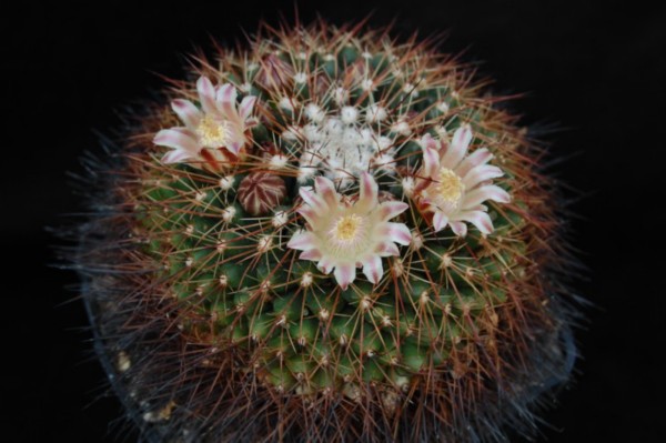 Mammillaria heyderi ssp. gummifera 