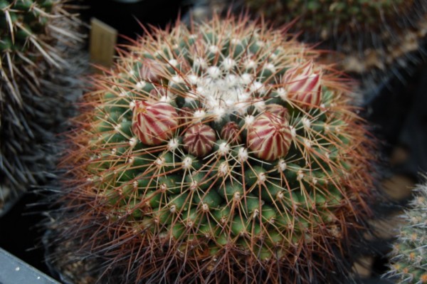 Mammillaria heyderi ssp. gummifera 