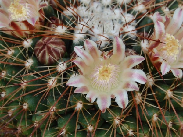 Mammillaria heyderi ssp. gummifera 