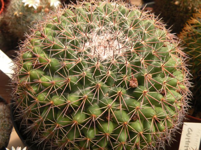Mammillaria gummifera 