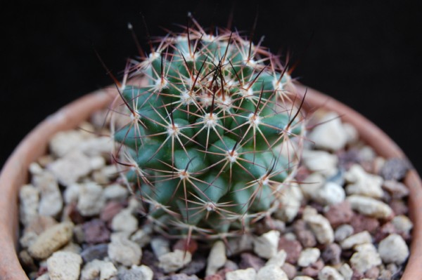 Mammillaria heyderi ssp. gummifera ROG 512