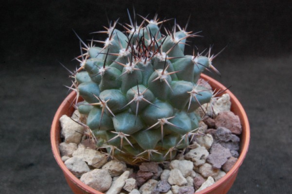 Mammillaria heyderi ssp. gummifera WH 192