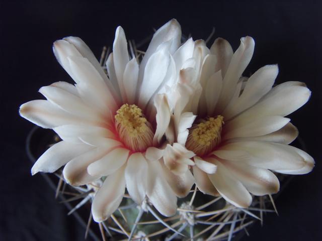 Gymnocalycium bicolor 