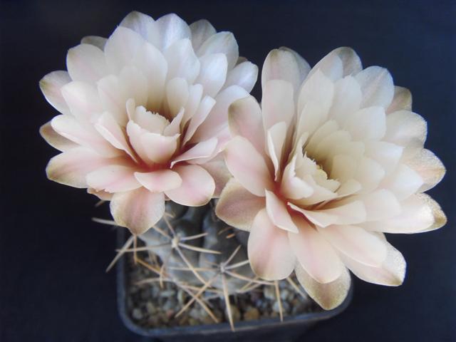 Gymnocalycium gibbosum v. brachypetalum 