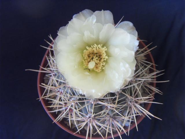 gymnocalycium gibbosum v. gerardii