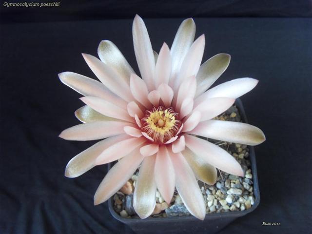 Gymnocalycium poeschlii P 192