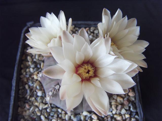 Gymnocalycium stellatum 