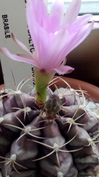 Gymnocalycium damsii 